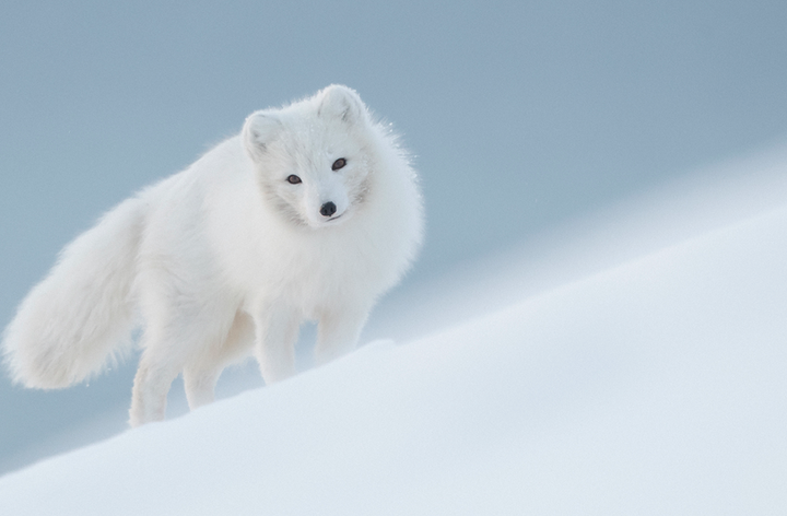 An introduction to the Arctic Fox Initiative