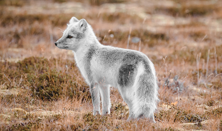 Fjällräven Arctic Fox